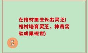在棺材里生长出灵芝(棺材培育灵芝，神奇实验成果现世)