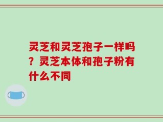 灵芝和灵芝孢子一样吗？灵芝本体和孢子粉有什么不同