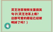 灵芝泡茶视频文案搞笑句子(灵芝泡茶上瘾？这群可爱的蘑菇已经被喝掉了吗？)
