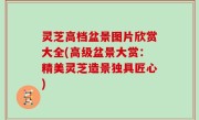 灵芝高档盆景图片欣赏大全(高级盆景大赏：精美灵芝造景独具匠心)