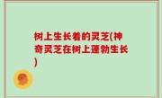 树上生长着的灵芝(神奇灵芝在树上蓬勃生长)