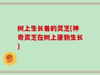 树上生长着的灵芝(神奇灵芝在树上蓬勃生长)