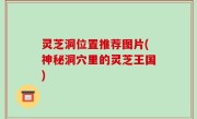 灵芝洞位置推荐图片(神秘洞穴里的灵芝王国)