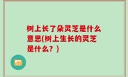 树上长了朵灵芝是什么意思(树上生长的灵芝是什么？)
