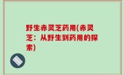 野生赤灵芝药用(赤灵芝：从野生到药用的探索)