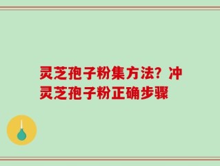 灵芝孢子粉集方法？冲灵芝孢子粉正确步骤