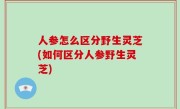 人参怎么区分野生灵芝(如何区分人参野生灵芝)
