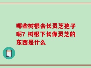 哪些树根会长灵芝孢子呢？树根下长像灵芝的东西是什么