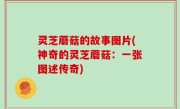 灵芝蘑菇的故事图片(神奇的灵芝蘑菇：一张图述传奇)