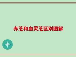 赤芝和血灵芝区别图解