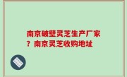 南京破壁灵芝生产厂家？南京灵芝收购地址