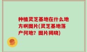 种植灵芝基地在什么地方啊图片(灵芝基地落户何地？图片揭晓)