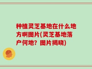 种植灵芝基地在什么地方啊图片(灵芝基地落户何地？图片揭晓)