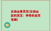 云南山里灵芝(云南山区的灵芝：神奇的自然宝藏)