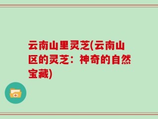 云南山里灵芝(云南山区的灵芝：神奇的自然宝藏)