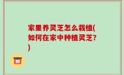 家里养灵芝怎么栽植(如何在家中种植灵芝？)