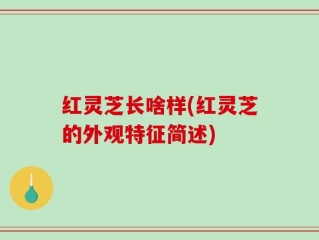 红灵芝长啥样(红灵芝的外观特征简述)