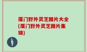 厦门野外灵芝图片大全(厦门野外灵芝图片集锦)