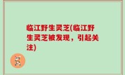 临江野生灵芝(临江野生灵芝被发现，引起关注)