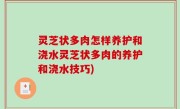灵芝状多肉怎样养护和浇水灵芝状多肉的养护和浇水技巧)