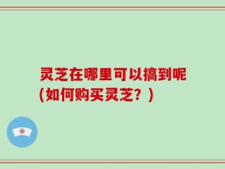 灵芝在哪里可以搞到呢(如何购买灵芝？)