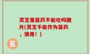 灵芝是苗药不能吃吗图片(灵芝不能作为苗药，慎用！)