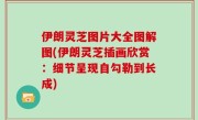 伊朗灵芝图片大全图解图(伊朗灵芝插画欣赏：细节呈现自勾勒到长成)