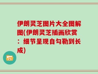 伊朗灵芝图片大全图解图(伊朗灵芝插画欣赏：细节呈现自勾勒到长成)