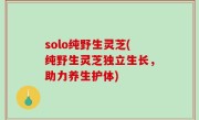 solo纯野生灵芝(纯野生灵芝独立生长，助力养生护体)