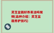 灵芝盆栽好养易活吗视频(品种介绍：灵芝盆栽养护技巧)