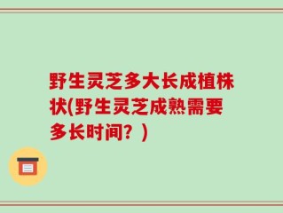 野生灵芝多大长成植株状(野生灵芝成熟需要多长时间？)