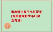 海南野生长干小红灵芝(海南重现野生小红灵芝奇迹)