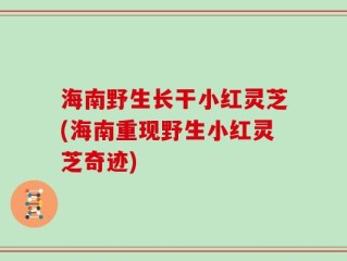 海南野生长干小红灵芝(海南重现野生小红灵芝奇迹)