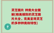 灵芝图片 种类大全图解(精美细致的灵芝图片大全，完美呈现灵芝的多种种类和特性)