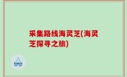 采集路线海灵芝(海灵芝探寻之旅)