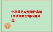 中药灵芝介绍图片高清(高清图片介绍药用灵芝)