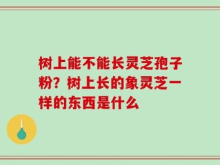 树上能不能长灵芝孢子粉？树上长的象灵芝一样的东西是什么