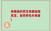 采蘑菇的灵芝采蘑菇悟灵芝，自然养生大有道)