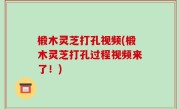 椴木灵芝打孔视频(椴木灵芝打孔过程视频来了！)
