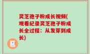 灵芝孢子粉成长视频(观看纪录灵芝孢子粉成长全过程：从发芽到成长)