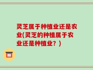 灵芝属于种植业还是农业(灵芝的种植属于农业还是种植业？)
