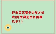 野生灵芝要多少年才长大(野生灵芝生长需要几年？)