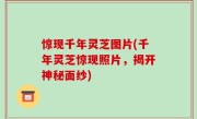 惊现千年灵芝图片(千年灵芝惊现照片，揭开神秘面纱)