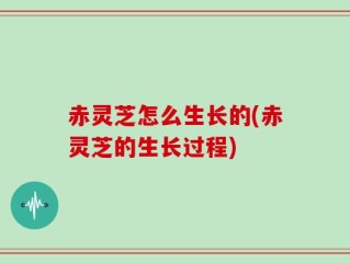 赤灵芝怎么生长的(赤灵芝的生长过程)