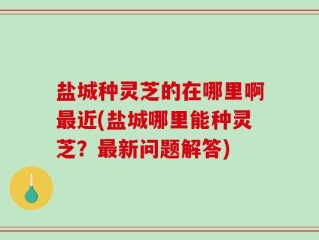 盐城种灵芝的在哪里啊最近(盐城哪里能种灵芝？最新问题解答)