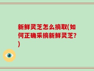 新鲜灵芝怎么摘取(如何正确采摘新鲜灵芝？)