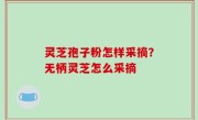 灵芝孢子粉怎样采摘？无柄灵芝怎么采摘