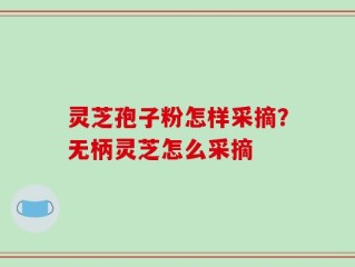 灵芝孢子粉怎样采摘？无柄灵芝怎么采摘