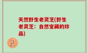 天然野生老灵芝(野生老灵芝：自然宝藏的珍品)