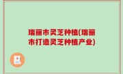 瑞丽市灵芝种植(瑞丽市打造灵芝种植产业)